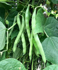 Blue Lake Pole Bean Seeds - Heirloom Non-GMO Green Vegetable Seeds for Vertical Gardening, 50 Count Phaseolus vulgaris