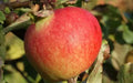 Kidd's Orange Red Apple Seeds - 25+ Malus domestica for Home Garden, Juicy Fruit, USA Grown, Easy to Grow