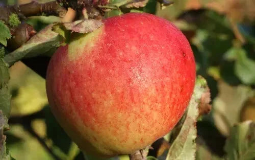 Kidd's Orange Red Apple Seeds - 25+ Malus domestica for Home Garden, Juicy Fruit, USA Grown, Easy to Grow
