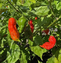 Red Ghost Pepper Plants - 2 Bhut Jolokia Live Chili Plants in 4" Pot - Capsicum chinense Hot Peppers
