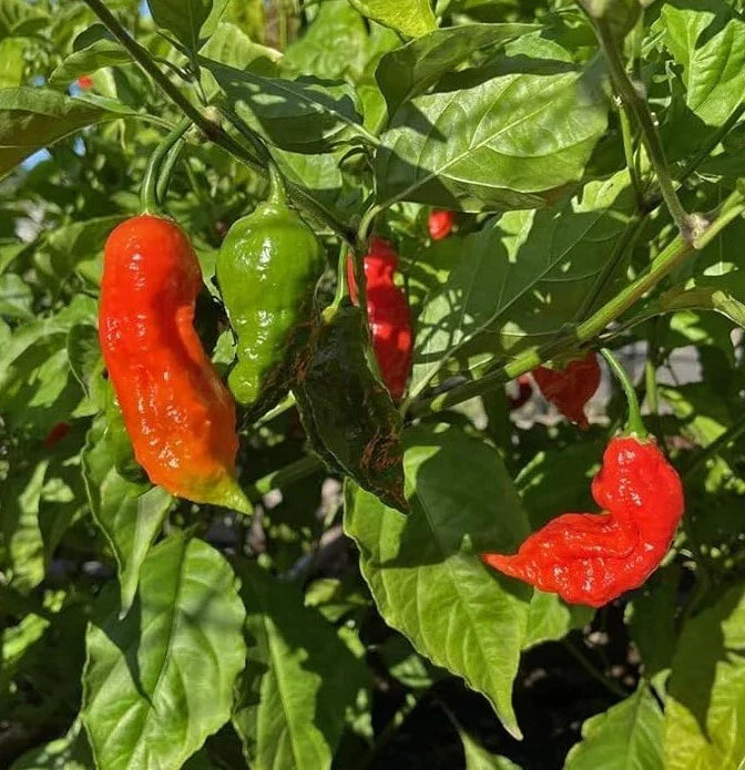 Red Ghost Pepper Plants - 2 Bhut Jolokia Live Chili Plants in 4" Pot - Capsicum chinense Hot Peppers