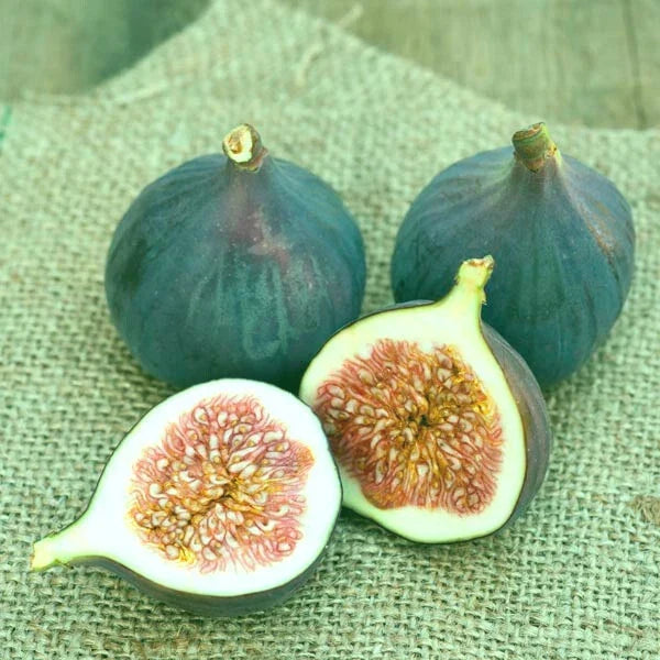 Magnolia Fig Live Starter Plant - Ficus carica, Sweet Flavor, Hardy Zones 7-10, Full Sun, 4+ Inches