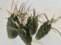 Tephrocactus articulatus v. papyracanthus Paper Spine Cactus Cuttings - 4 Pieces