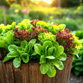Lettuce Seeds - Heirloom Spring Mesclun Mix - Non-GMO Vegetable Seeds - 1000+ Seeds for Salad Gardens