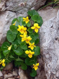 Yellow Violets Bare-Root Plants Viola Rotundifolia Perennial Ground Cover for Shade Zones 3-7
