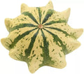 Crown of Thorns Shenot Gourd Seeds - Organic Heirloom Cucurbita pepo, Vining, Decorative Gourds, Non-GMO, for Home Gardening