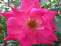 Pink Rose Cuttings - 5 Organic Ready to Root Rosa spp. Garden Perennials for Garden Beds & Containers