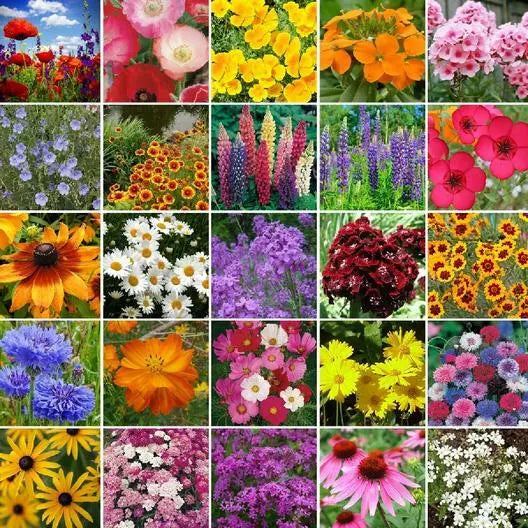Northeast Wildflower Mix Seeds – 25 Native Perennial Species for Gardens, Meadows & Wildlife Habitat
