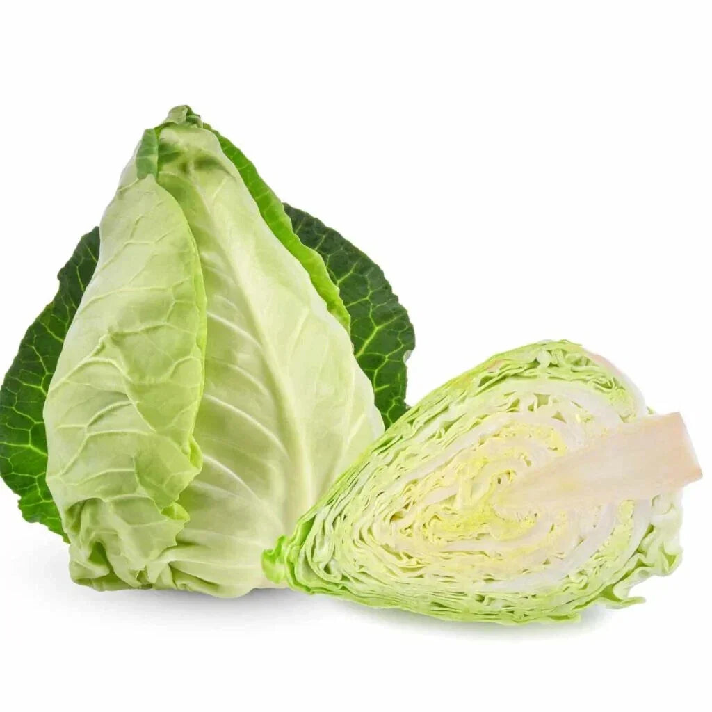 Pointed Cabbage Seeds 500+ Count – Brassica oleracea var. capitata – Heirloom, Non-GMO, USA Grown, Compact Planting