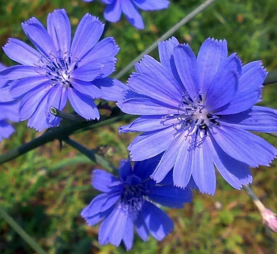 Chicory Seeds 300+ Blue Flowers Non-GMO Cichorium intybus Garden Seeds for Pollinators