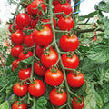 Cherry Tomato Seeds - Heirloom, Organic, Non-GMO, Large, Super Sweet, Solanum lycopersicum, 100+ Seeds
