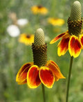 Mexican Hat Flower Seeds 1000 Count - Drought Tolerant, Deer Resistant, Native Wildflower - Ratibida columnifera
