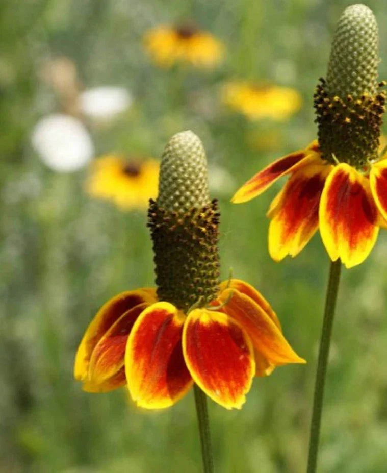 Mexican Hat Flower Seeds 1000 Count - Drought Tolerant, Deer Resistant, Native Wildflower - Ratibida columnifera