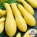Organic Seeds for Prolific Straightneck Yellow Squash - Cucurbita pepo, Non-GMO, Heirloom Variety, Gardening, Homegrown, Container Planting