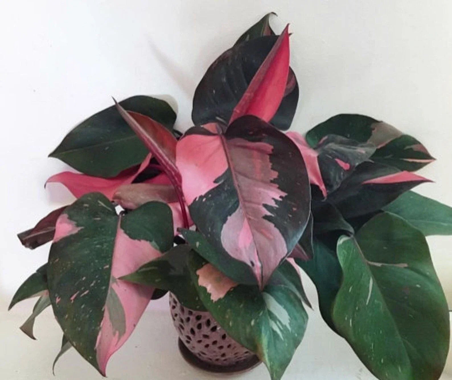 Pink Princess Variegated Philodendron Small Rooted Starter Plant - Rare Houseplant, Philodendron 'Pink Princess'