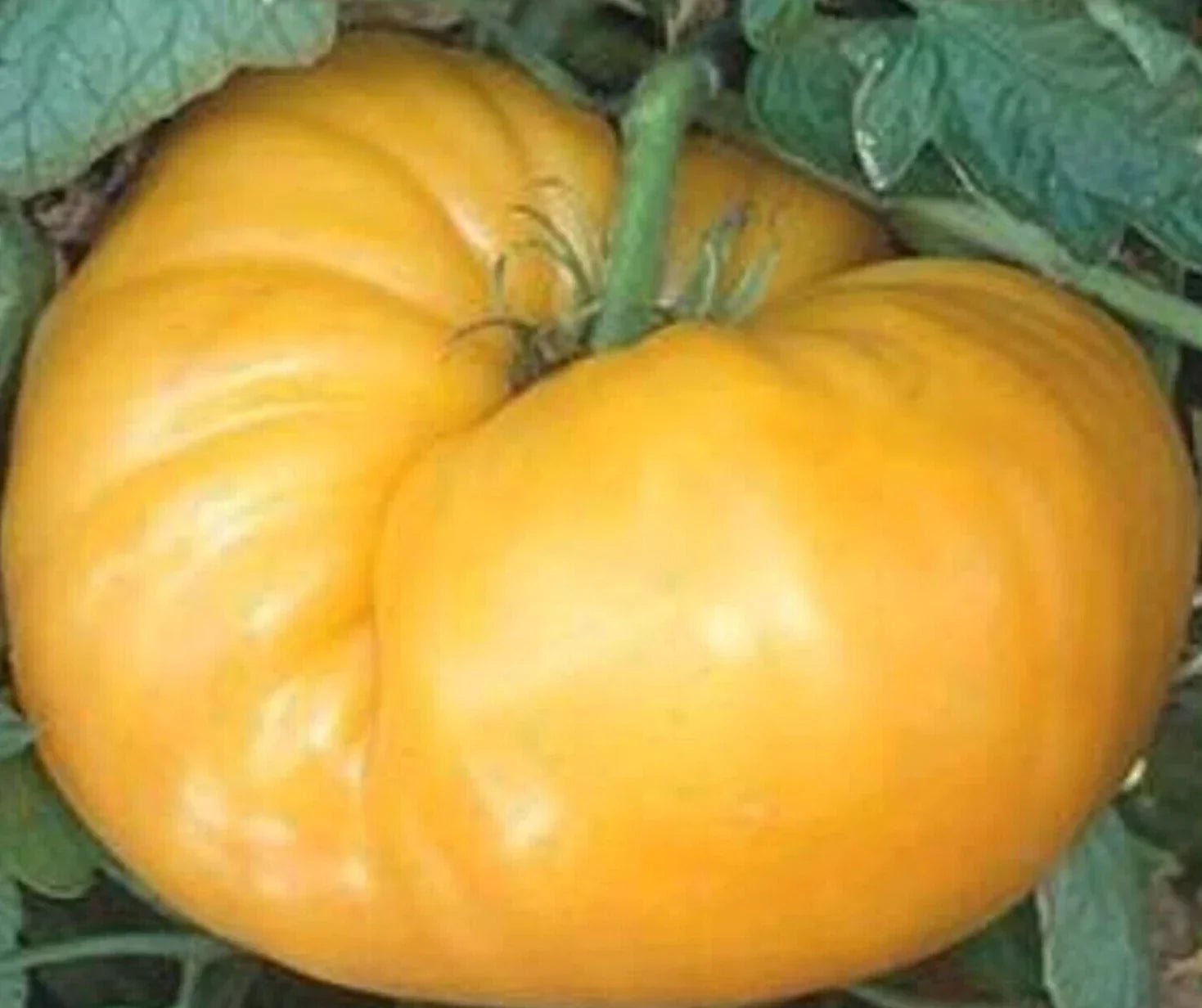 Kentucky Beefsteak Tomato Seeds – Indeterminate Yellow-Orange Heirloom, Solanum lycopersicum, 100+ Seeds for Garden Planting