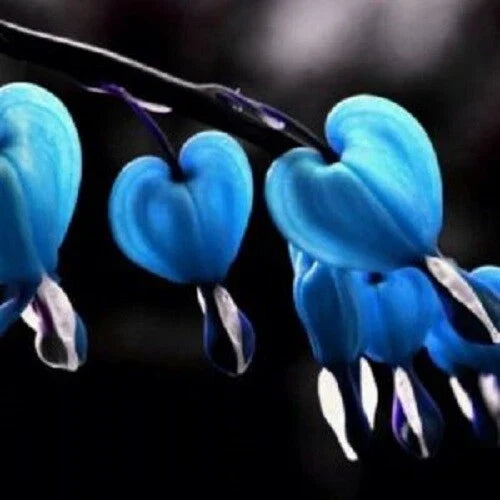 Blue Bleeding Heart Seeds - 25 Perennial Flower Seeds Dicentra eximia, Blue Blooms, Clumping, Shade-Loving, US Seller