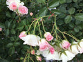 Frosty Pink Rose Cuttings - 4 Florabunda Rooting Cuttings Rosa 'Frosty Pink' for Garden, Container, Flowering