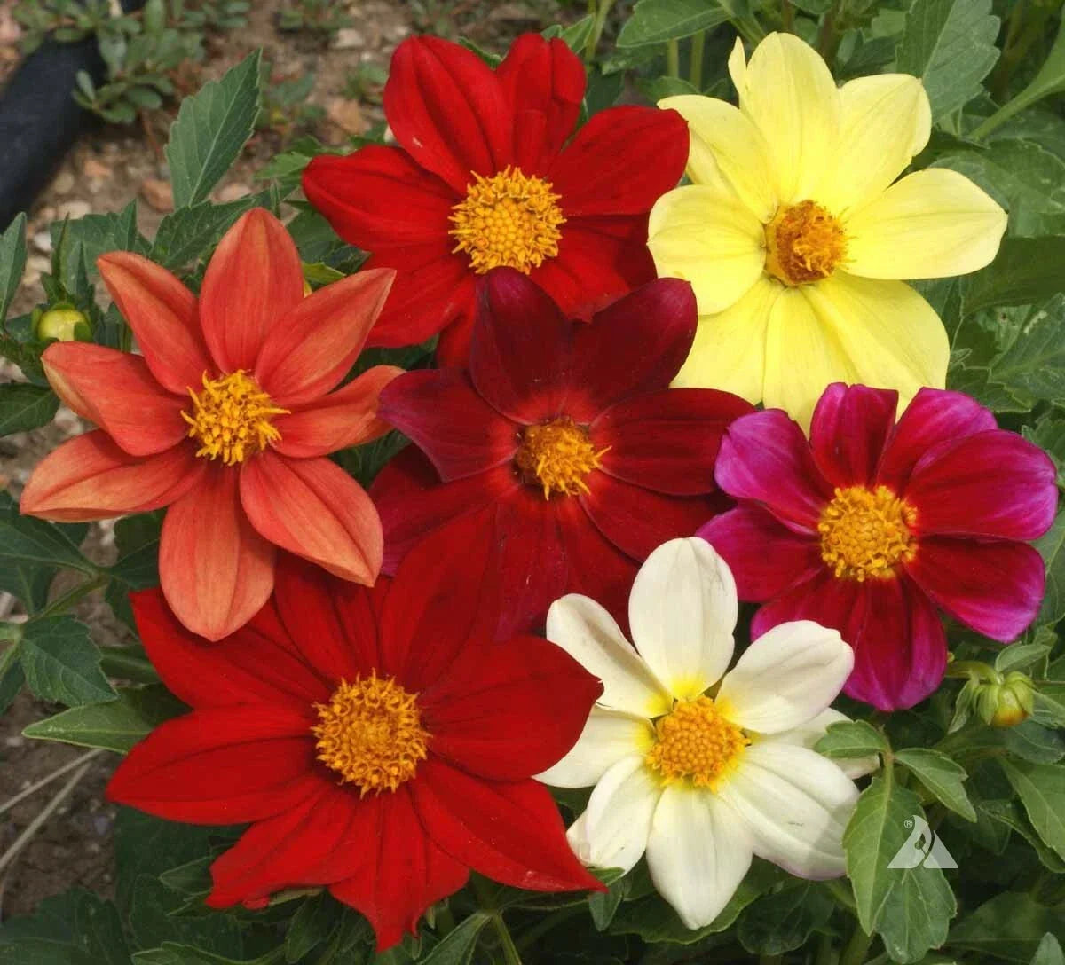 Dahlia Seeds Mixed Colors Dwarf Dahlia Pinnata Annual Flower Seeds – Non-GMO, 200 Pack