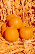 Hybrid Pumpkin Seeds - Compact Spirit Hybrid Cucurbita pepo, Space-Saving Decorative & Culinary Pumpkins, 7 Seeds