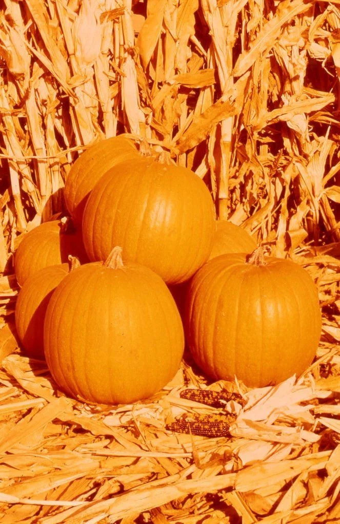 Hybrid Pumpkin Seeds - Compact Spirit Hybrid Cucurbita pepo, Space-Saving Decorative & Culinary Pumpkins, 7 Seeds