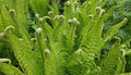 Fiddlehead Fern Plants - Large Green Matteuccia struthiopteris - Indoor & Outdoor Live Ferns - Hardy, Low Maintenance