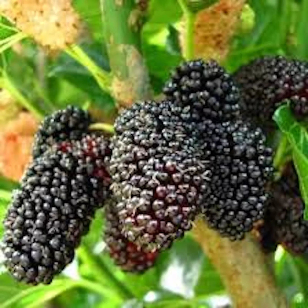 Dwarf Mulberry Tree Starter Plant - 10 Bare Root Morus nigra Edible Fruit, Cold Hardy, Self-Pollinating