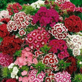 Sweet William Flower Seeds - 300+ Mixed Multi-Color Scented Dianthus barbatus Seed Pack