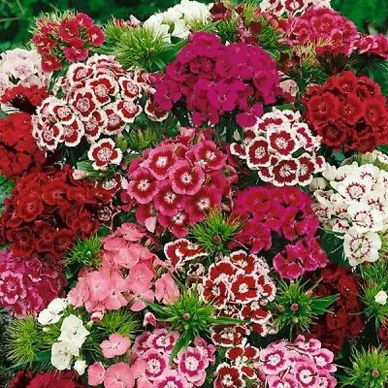 Sweet William Flower Seeds - 300+ Mixed Multi-Color Scented Dianthus barbatus Seed Pack