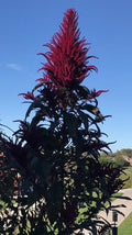 Amaranth Microgreens Seeds 1500 Count Non-GMO Edible Leaves & Grain Amaranthus spp.