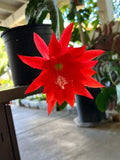 Live Orchid Cactus in 4" Pot – Red Blooms – Epiphyllum spp. – Rare Indoor Plant for Home Decor