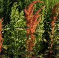 Amaranthus Seeds - Hot Biscuits Mix - Organic Edible Ornamental Plant - Non-GMO Amaranthus cruentus - 25 Seeds