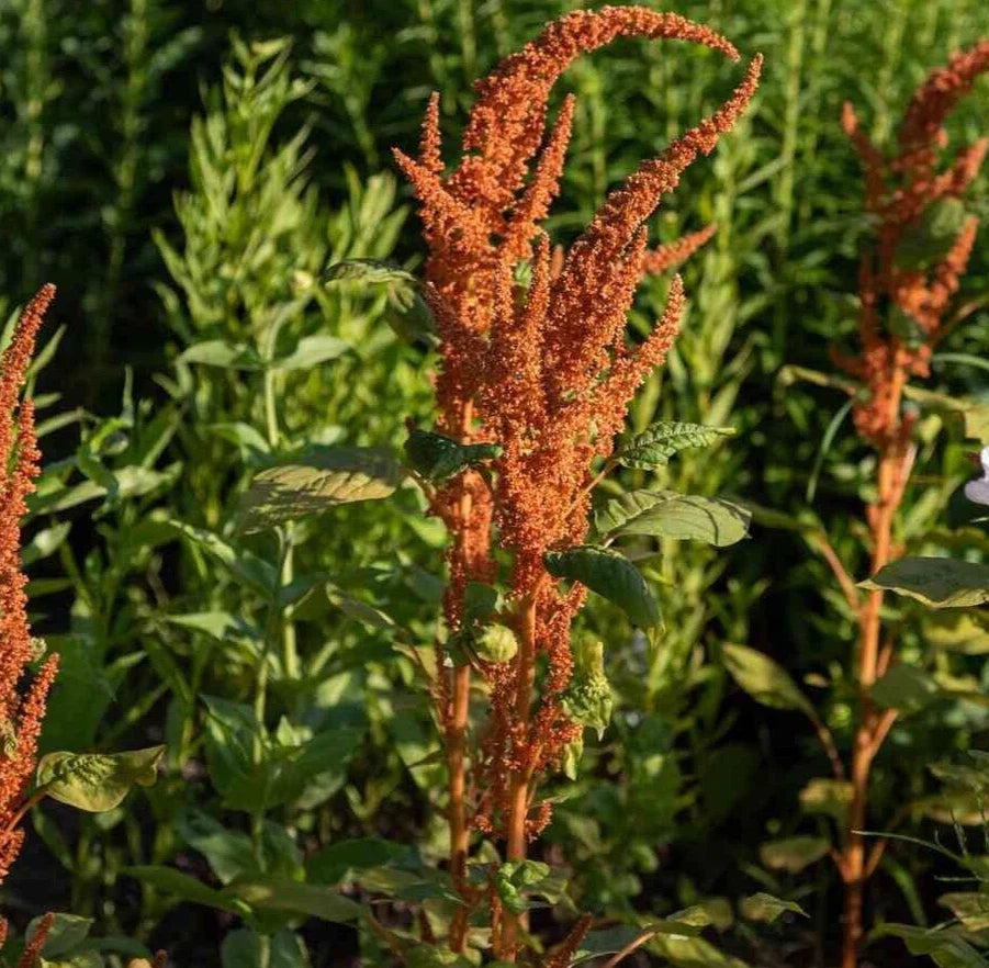 Amaranthus Seeds - Hot Biscuits Mix - Organic Edible Ornamental Plant - Non-GMO Amaranthus cruentus - 25 Seeds