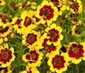 Coreopsis Seeds - Plains Coreopsis - 300+ Non-GMO Seeds - Coreopsis tinctoria - Bright Yellow Flowers for Pollinators