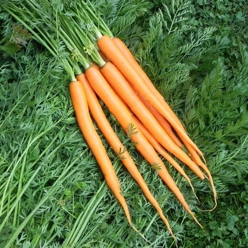 Imperator 58 Carrot Seeds – Daucus carota Heirloom Vegetable Garden Seeds, 200 Packets for Home & Commercial Growing