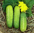 Wisconsin SMR58 Pickling Cucumber Seeds – Virus-Resistant, High Yield, Crunchy Cucumis sativus for Home Garden, Heirloom Seed Pack