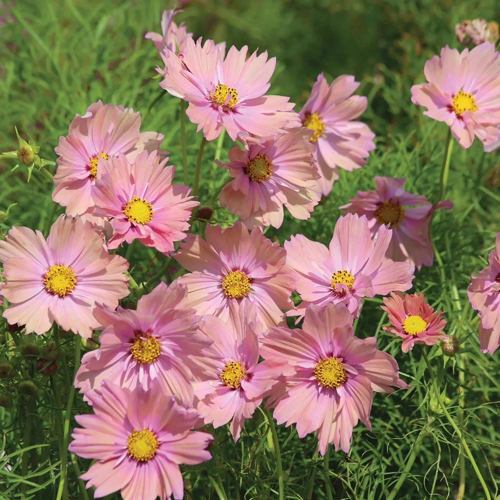 Apricotta Cosmos Seeds - 200+ Pack, Bright Orange Flowers, Cosmos bipinnatus, Annual Garden Seeds for Borders & Containers