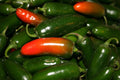 Hot Early Jalapeno Pepper Seeds - Capsicum annuum - 100 Seeds for Home Gardening, Salsas & Spicy Cooking