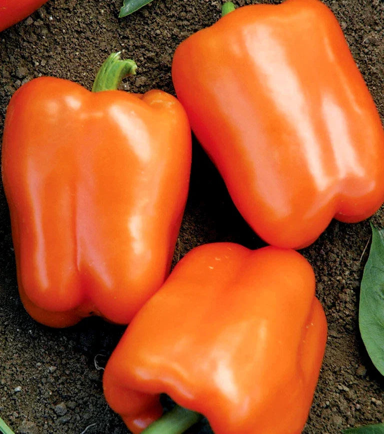 Orange Sweet Bell Pepper Seeds - NON-GMO Heirloom, Capsicum annuum, Compact Bushy Plants, Vegetable Garden, Container Gardening