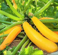 Golden Zucchini Seeds – Heirloom Yellow Summer Squash, Courgette Kousa, Non-GMO Gardening Seeds for 2025