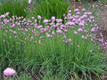 Chive Herb Seeds Bulk 1000 Allium schoenoprasum Culinary Herb for Garden and Container Growing