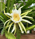 Dragon Fruit Cuttings 8-10 Inch Long | Fresh Hylocereus spp. Plant Propagation