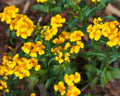 Mexican Tarragon Seeds - NON-GMO, Texas Tarragon, Mexican Mint Marigold, Tagetes lucida, Culinary Herb, Drought-Resistant, Compact