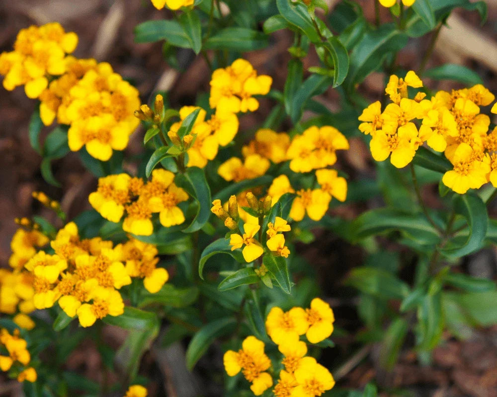 Mexican Tarragon Seeds - NON-GMO, Texas Tarragon, Mexican Mint Marigold, Tagetes lucida, Culinary Herb, Drought-Resistant, Compact