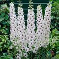 Pacific Giant Galahad Delphinium Seeds - Blue Flower, Garden Seeds, Delphinium elatum, 200+ Pack