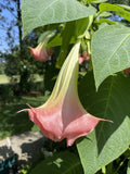 Flamenco Brugmansia Angel's Trumpet Plant - Large Peach Salmon Flowers - Fragrant Tropical Shrub - Brugmansia spp.