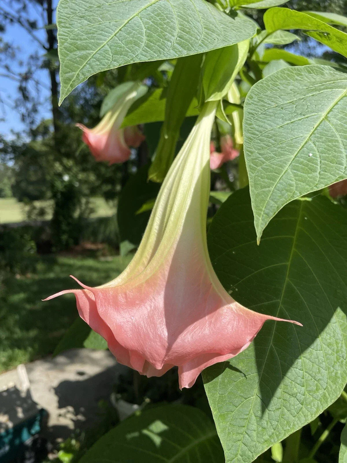 Flamenco Brugmansia Angel's Trumpet Plant - Large Peach Salmon Flowers - Fragrant Tropical Shrub - Brugmansia spp.