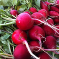 Champion Radish Seeds, Non-GMO, Fast Harvest, Bright Red Skin, Raphanus sativus, Seed Packet