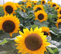 Sunflower Seeds 30g Heirloom Non-GMO Helianthus annuus for Garden Planting