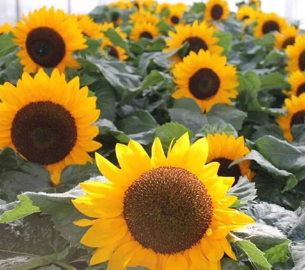 Sunflower Seeds 30g Heirloom Non-GMO Helianthus annuus for Garden Planting